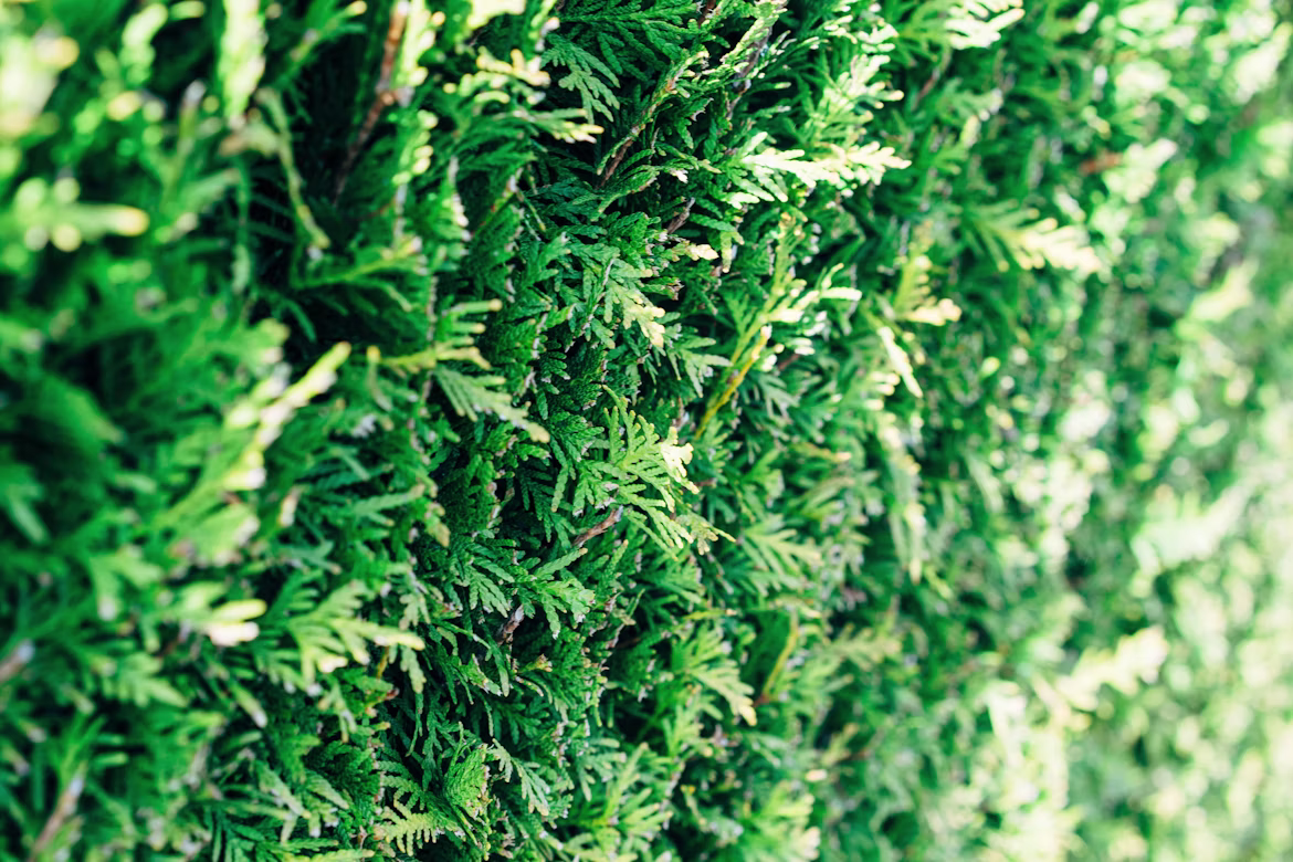 Artificial hedge wall panels